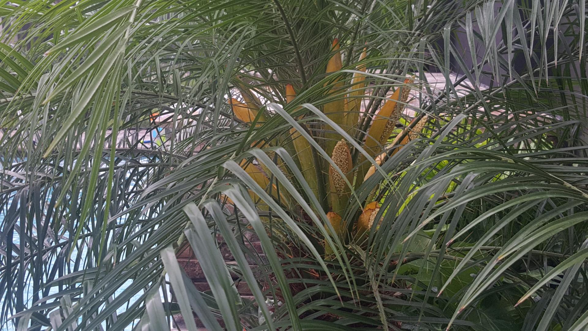 palm tree trimming phoenix arborist 201705311714083984x2241jpg pruning phoenix roebelenii in bloom discussing palm trees palm tree trimming phoenix arborist 201705311714083984x2241jpg pruning phoenix roebelenii in bloom discussing palm trees
