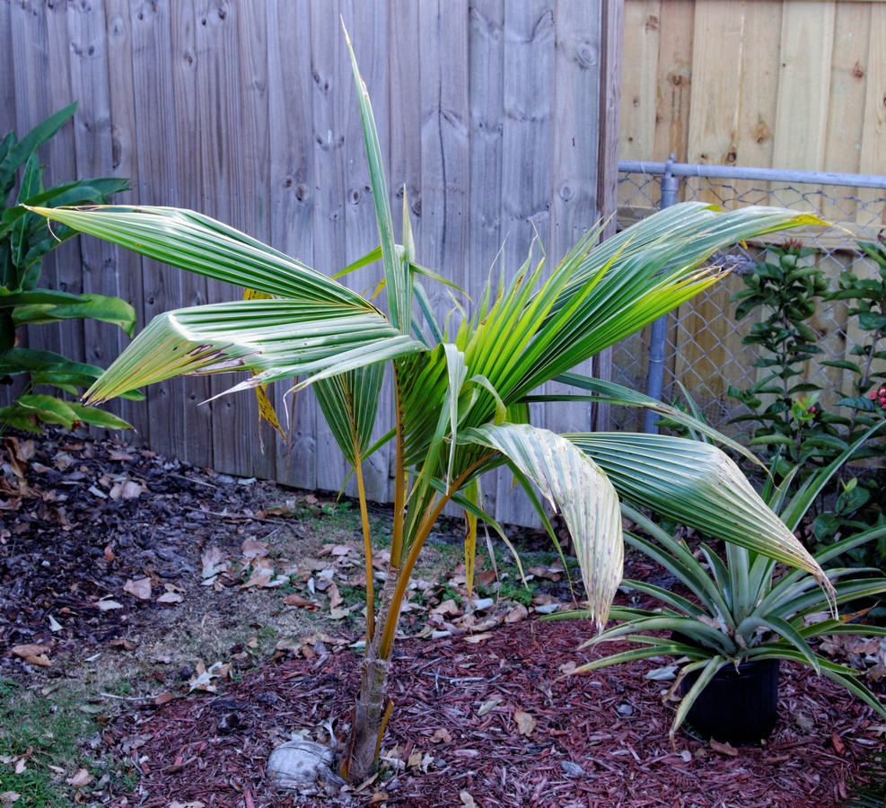 Documenting Coconut Growth Rates From Sprout Forwards DISCUSSING