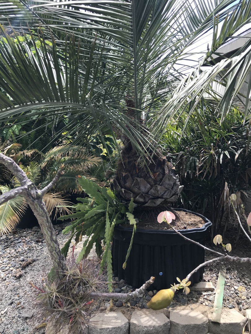 Jubaea Chilensis Forsale For Sale PalmTalk