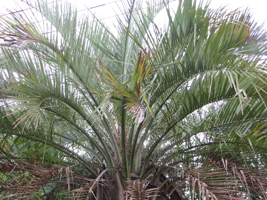 Help identifying two butias DISCUSSING PALM TREES
