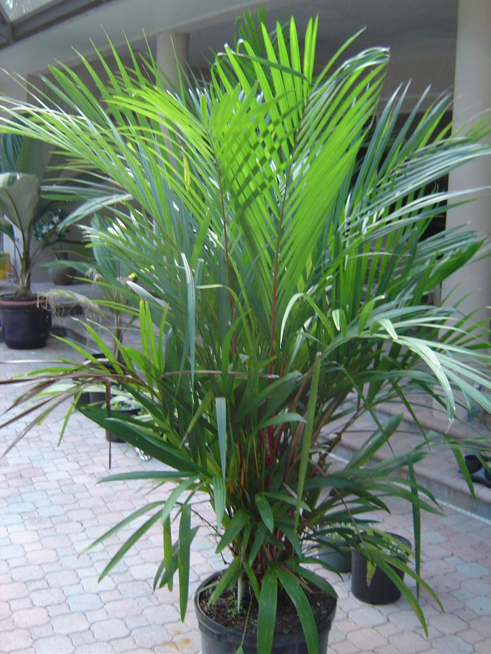 Cyrtostachys renda (Lipstick Palm) For Sale PalmTalk