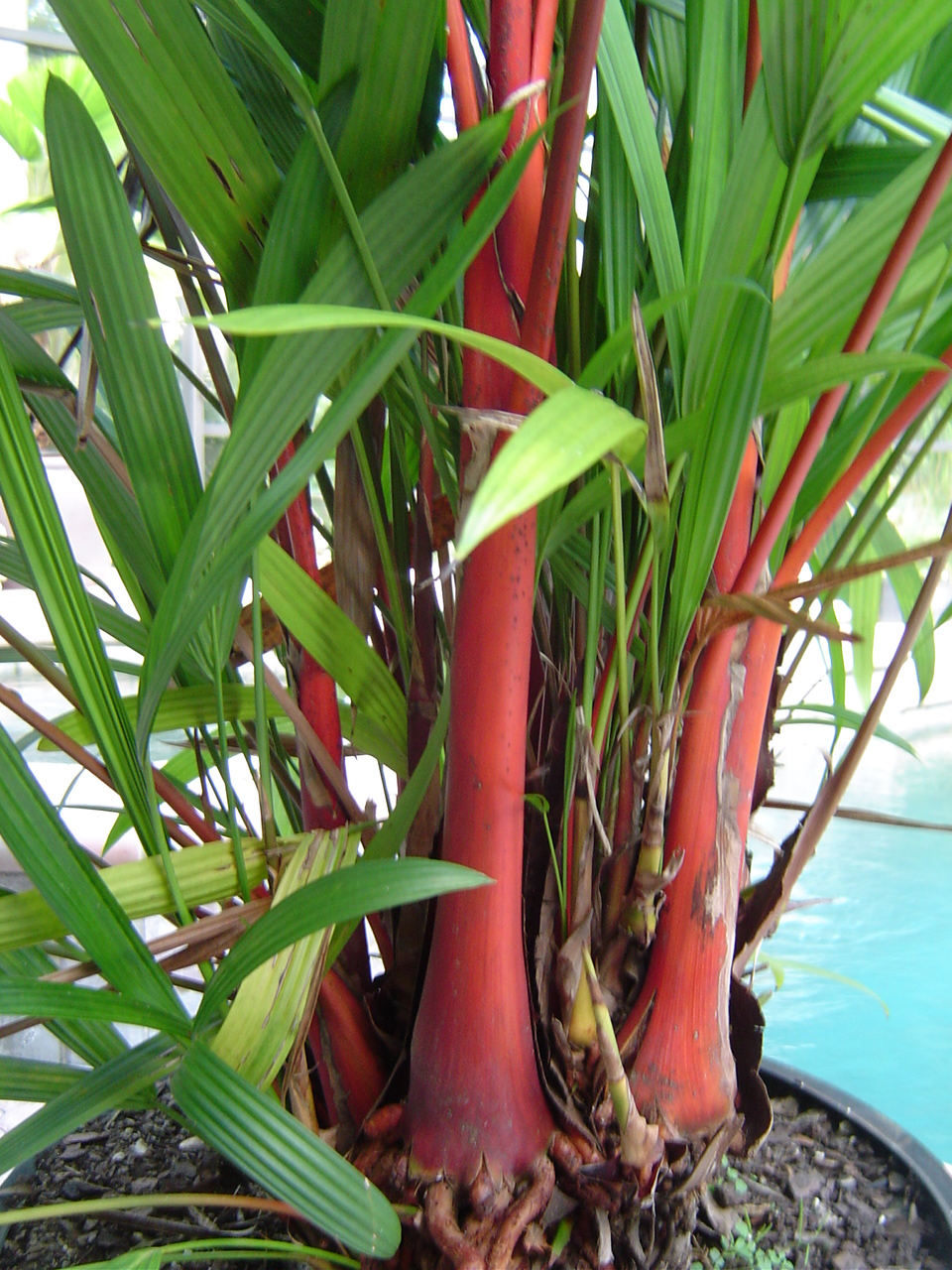 Cyrtostachys Renda Lipstick Palm - For Sale