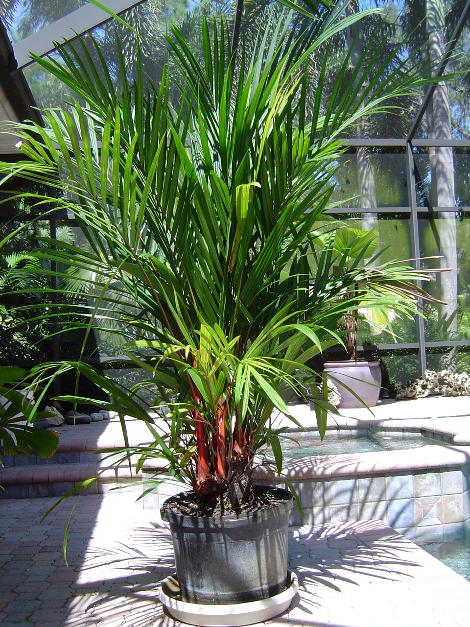 Cyrtostachys renda (Lipstick Palm) - For Sale - PalmTalk