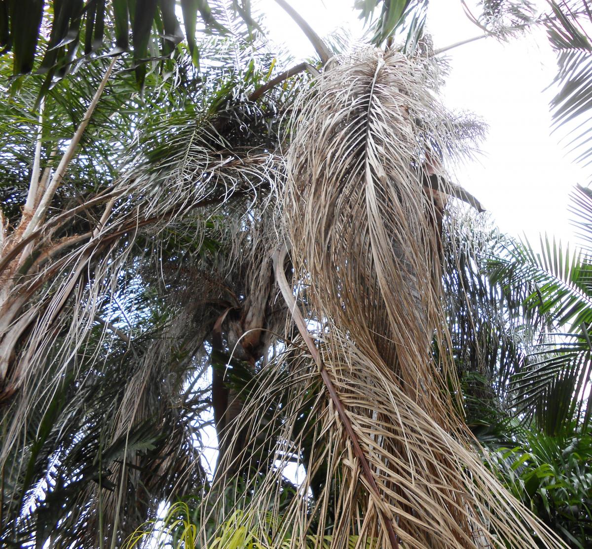 Queen Palm collapsed & died HELP! DISCUSSING PALM TREES WORLDWIDE