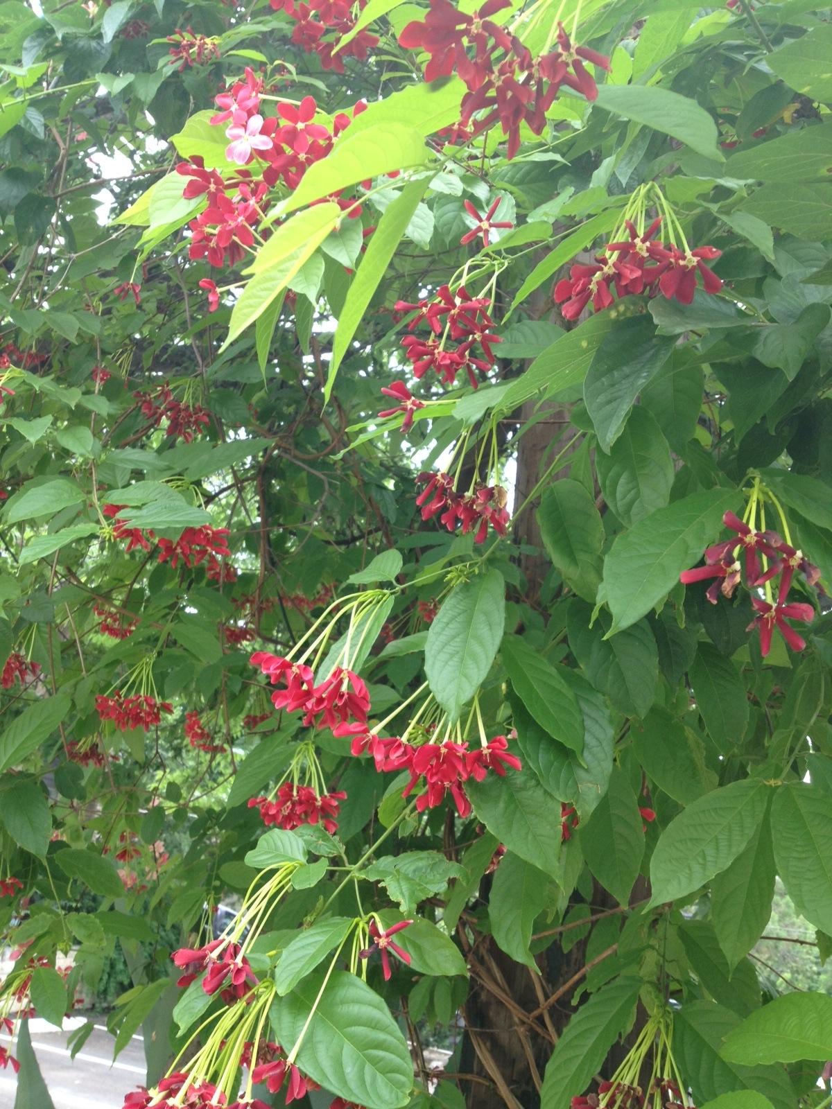 Mystery Flower in Austin TROPICAL LOOKING PLANTS Other