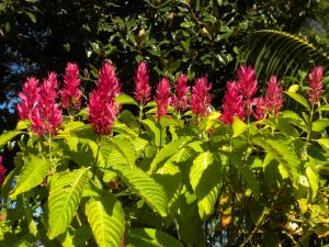 brazilian cloak red shrub info need some palmtalk