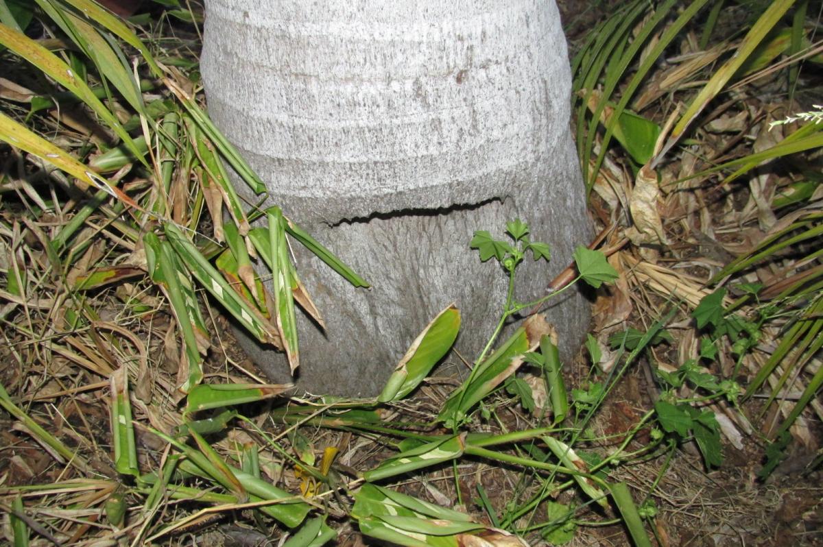 Deep wounds in palm trunks heal or not? DISCUSSING PALM TREES