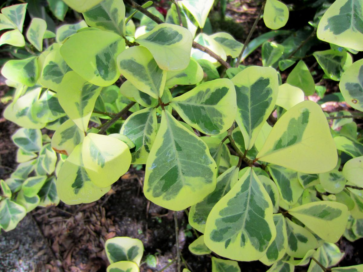 Ficus Natalensis U0026 39 Malay Gold U0026 39