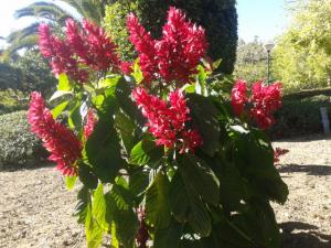 red cloak brazilian shrub info need some palmtalk justicia