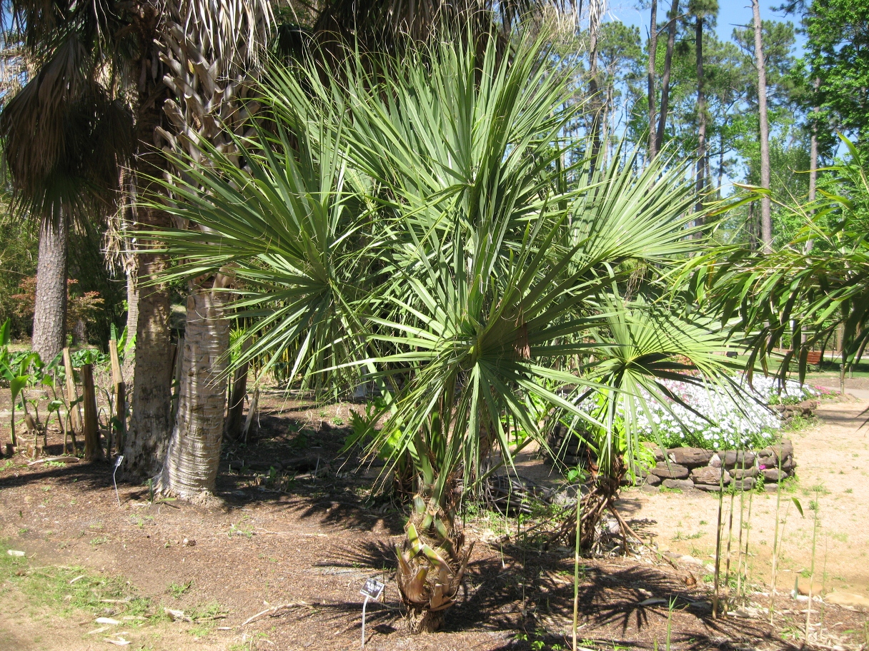 Indeed Sarasota Fl >> Sabal ID needed..... - DISCUSSING PALM TREES WORLDWIDE - PalmTalk Indeed Sarasota Fl >> Sabal ID needed..... - DISCUSSING PALM TREES WORLDWIDE - PalmTalk