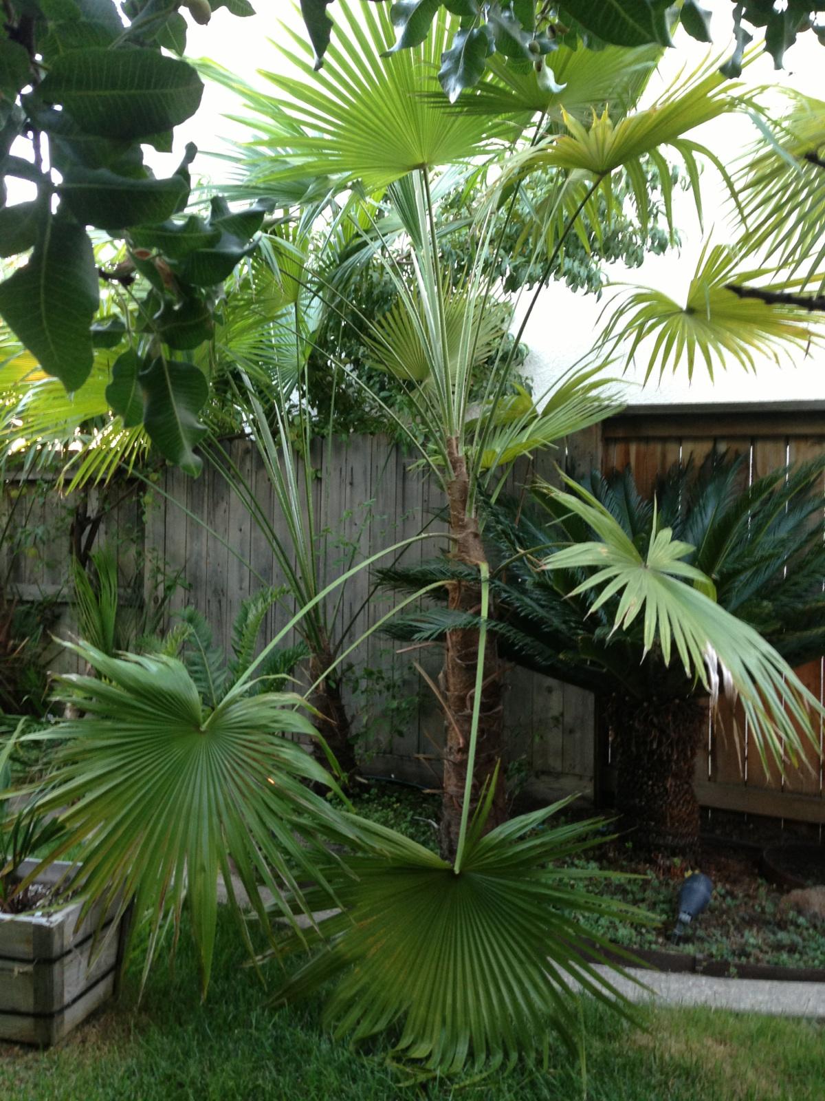 What Will I Look Like When I Grow Up >> Trachycarpus latisectus - DISCUSSING PALM TREES WORLDWIDE - PalmTalk What Will I Look Like When I Grow Up >> Trachycarpus latisectus - DISCUSSING PALM TREES WORLDWIDE - PalmTalk