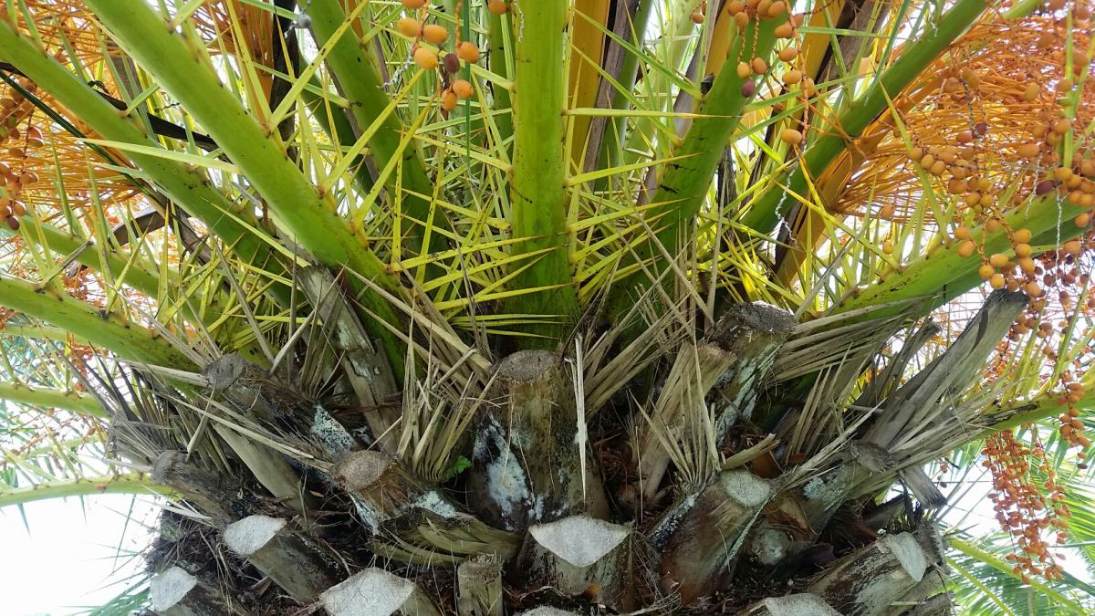 canary fungus mold island palm trees palmtalk edited aug