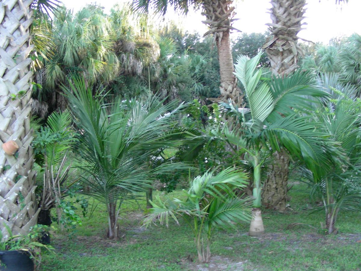 Most Northerly area of Florida Considered Zone 10b,10a