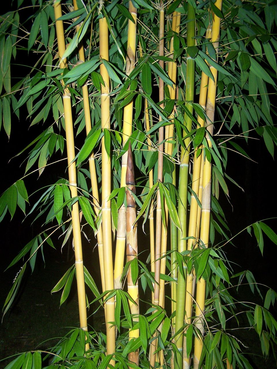 Bamboo at night TROPICAL LOOKING PLANTS Other Than