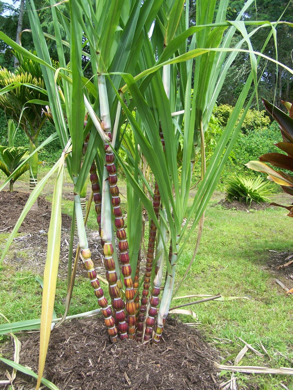 Very Colorful Sugar Cane - Tropical Looking Plants
