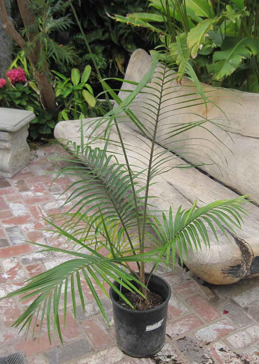Plants to repot or plant For Sale PalmTalk