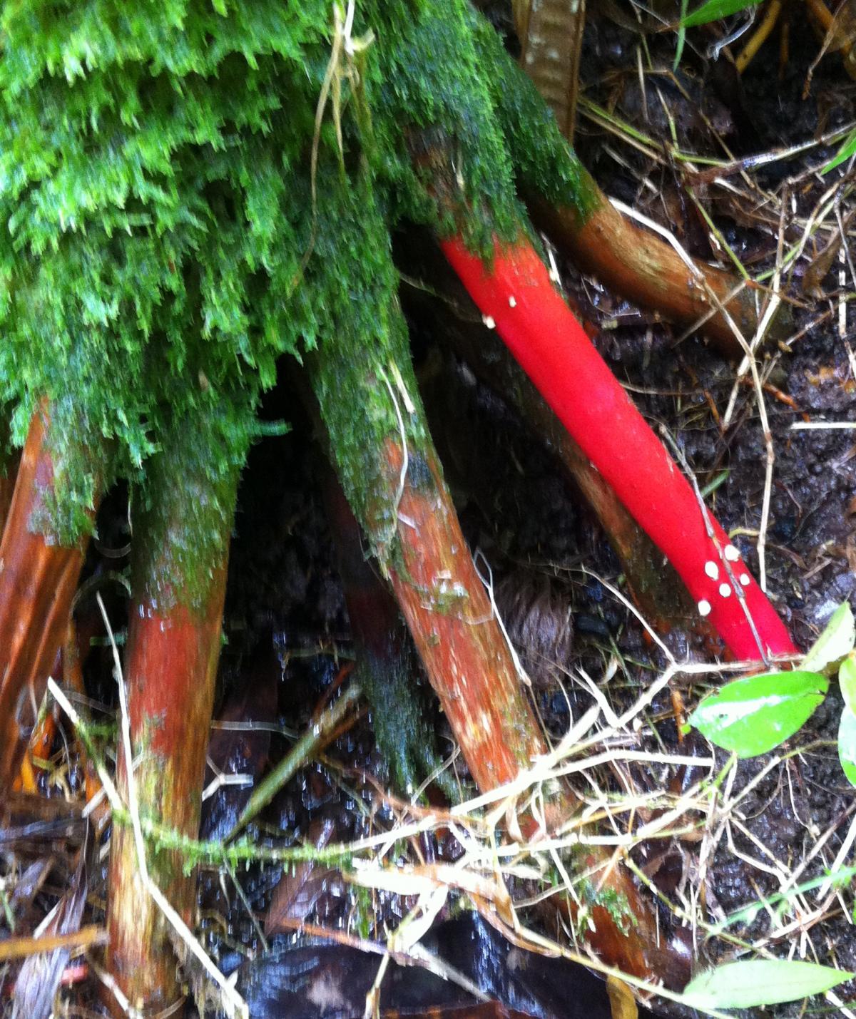 Collection 96+ Wallpaper What Do The Roots Of A Palm Tree Look Like Superb