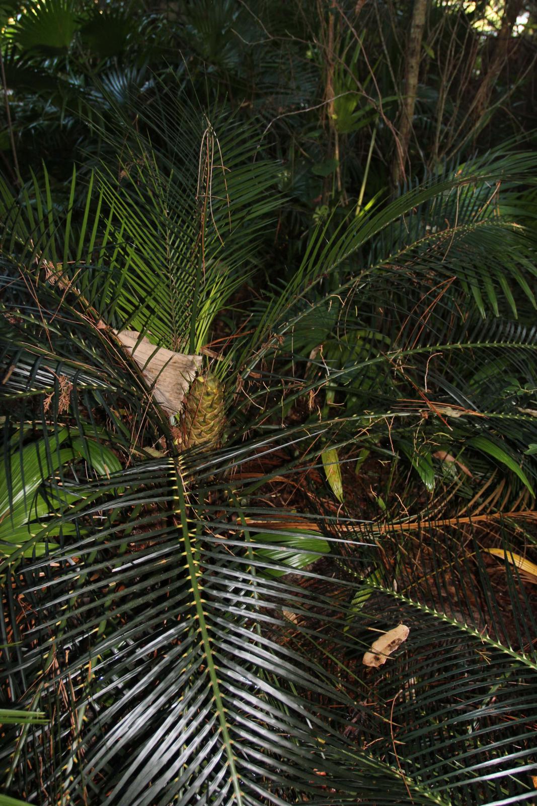 Cycads In Zone 9a 8b Page 2 TROPICAL LOOKING PLANTS Other Than 