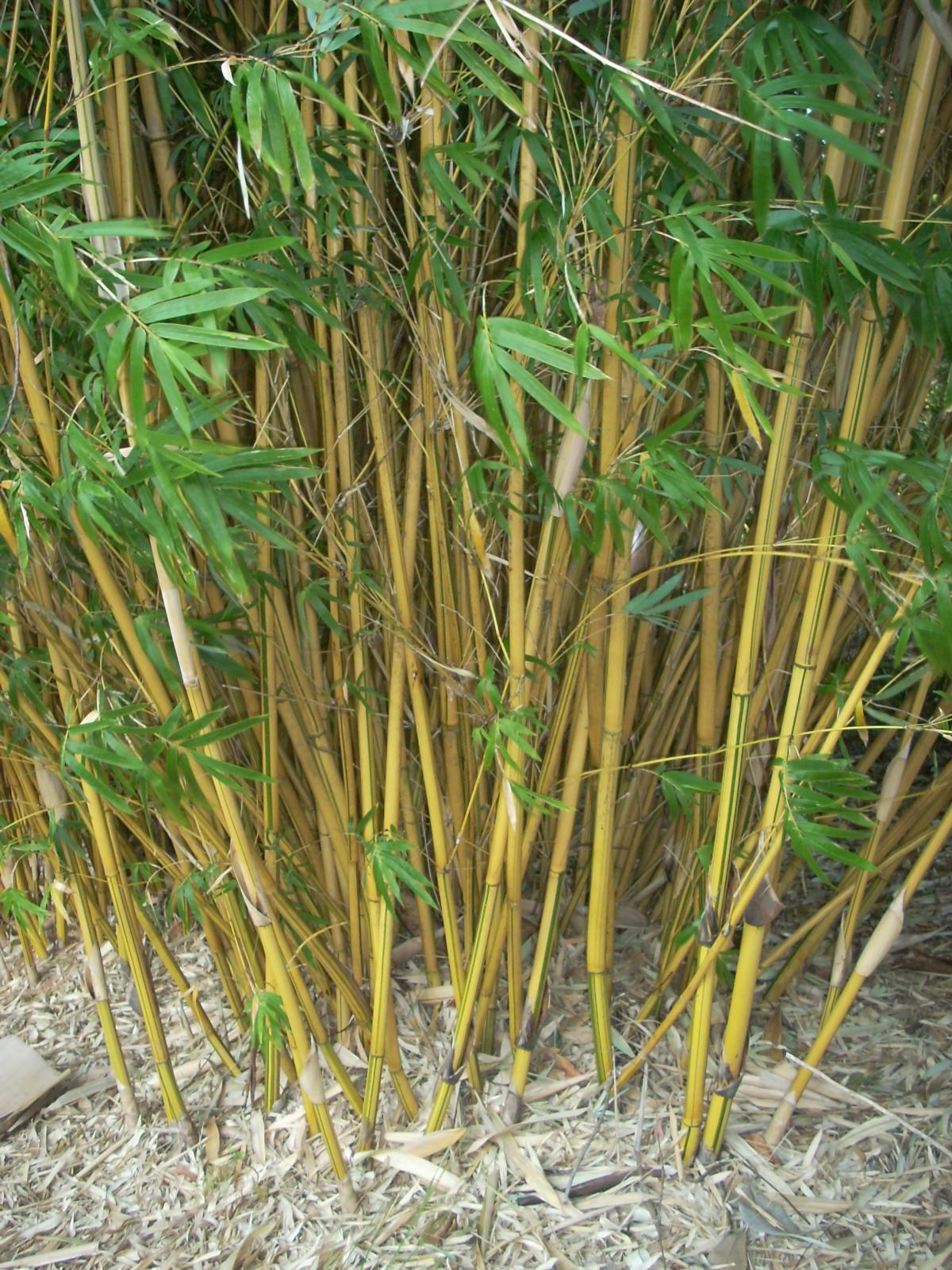bamboo alphonse karr tropical looking plants other bamboo alphonse karr tropical looking plants other