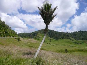 nikau_taranaki_1.jpg