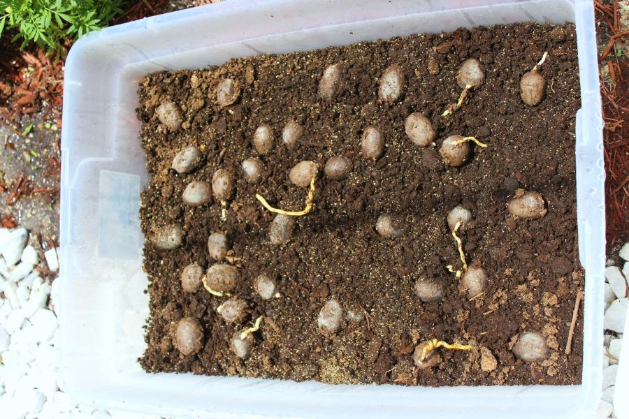 palm tree seeds palm tree seeds