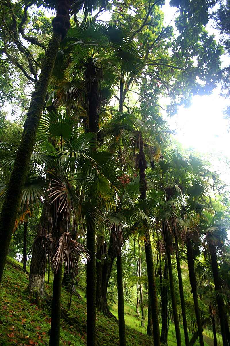 Palms in habitat DISCUSSING PALM TREES WORLDWIDE PalmTalk
