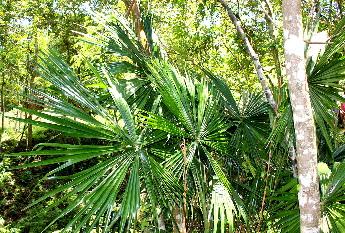 Palms in habitat DISCUSSING PALM TREES WORLDWIDE PalmTalk