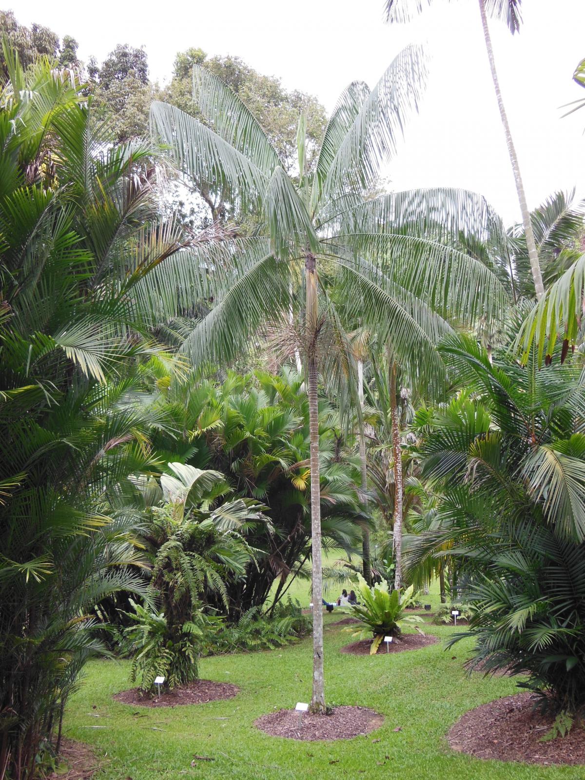 Euterpe edulis in SBG DISCUSSING PALM TREES WORLDWIDE PalmTalk