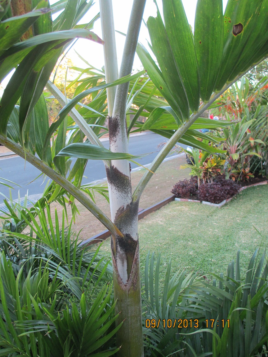 Another Brisbane garden DISCUSSING PALM TREES WORLDWIDE PalmTalk