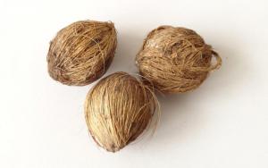 palm tree seeds palm tree seeds