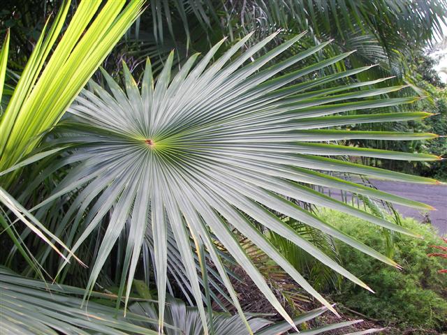 Coccothrinax mystery - DISCUSSING PALM TREES WORLDWIDE - PalmTalk
