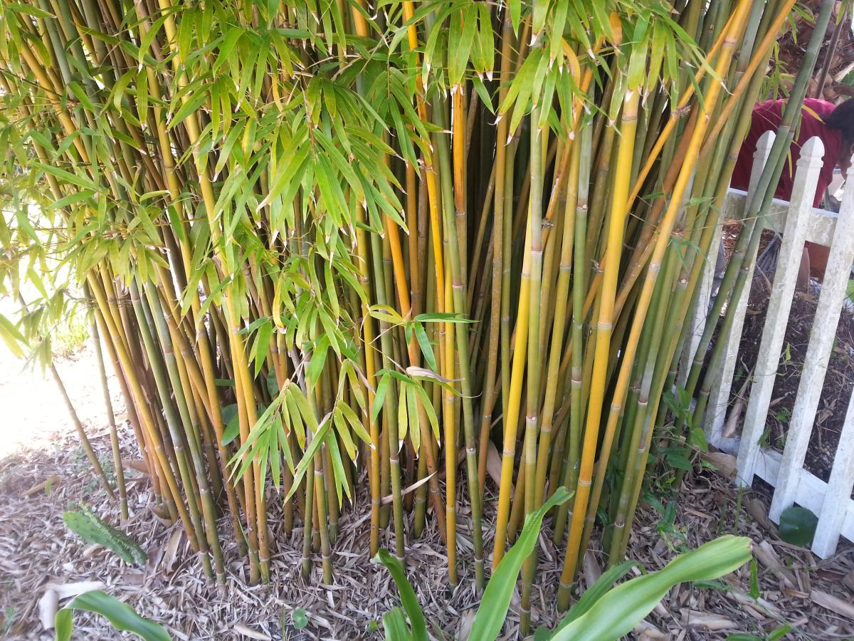 Bamboo ID TROPICAL LOOKING PLANTS Other Than Palms