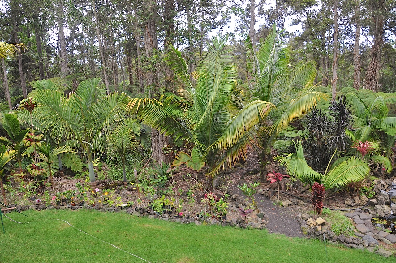 A Walk Around the Lanai