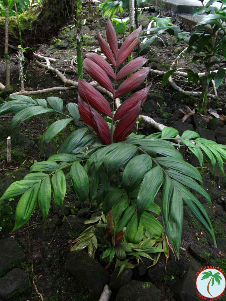 Hilo Town Garden