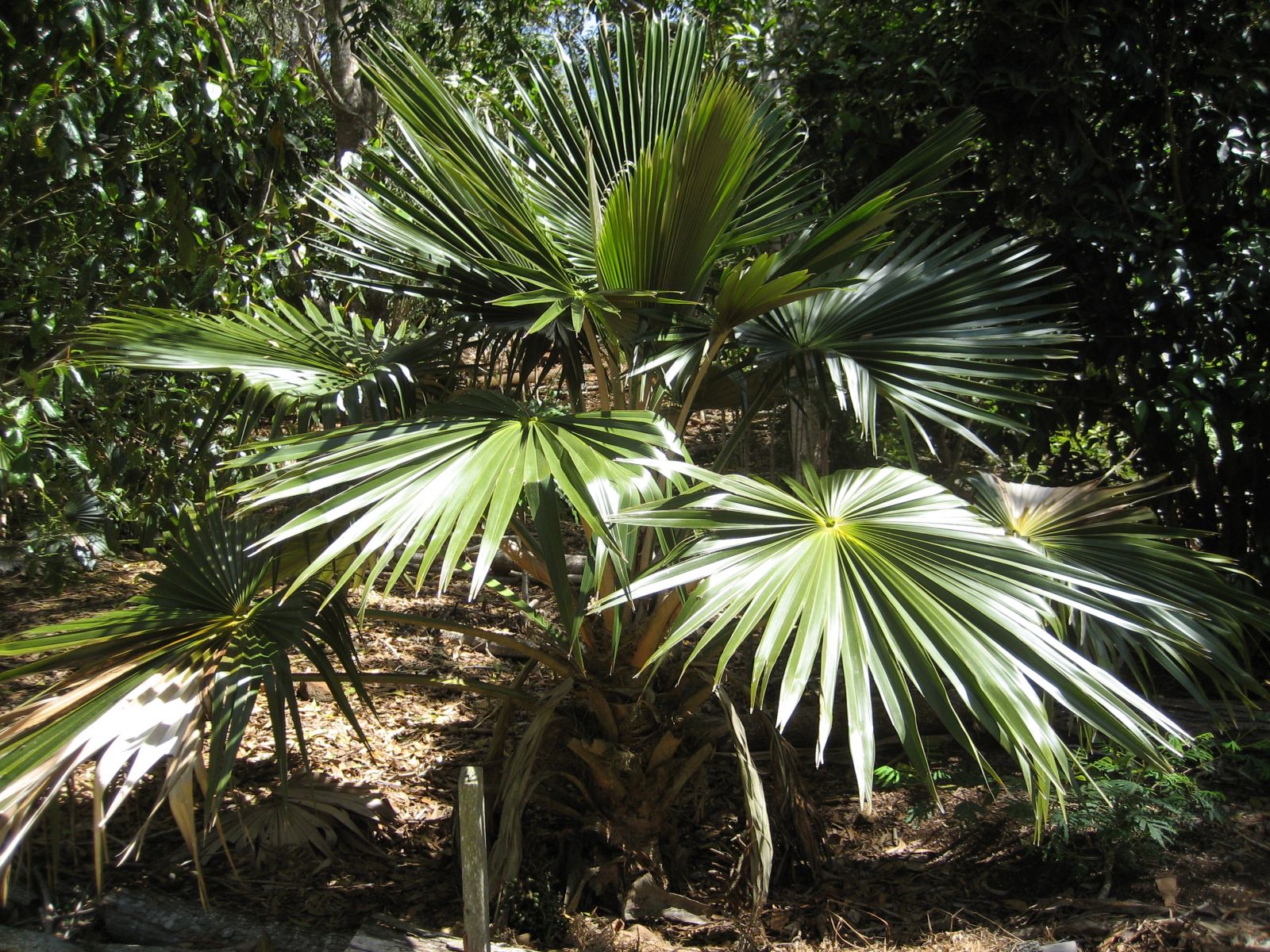 Pritchardia minor