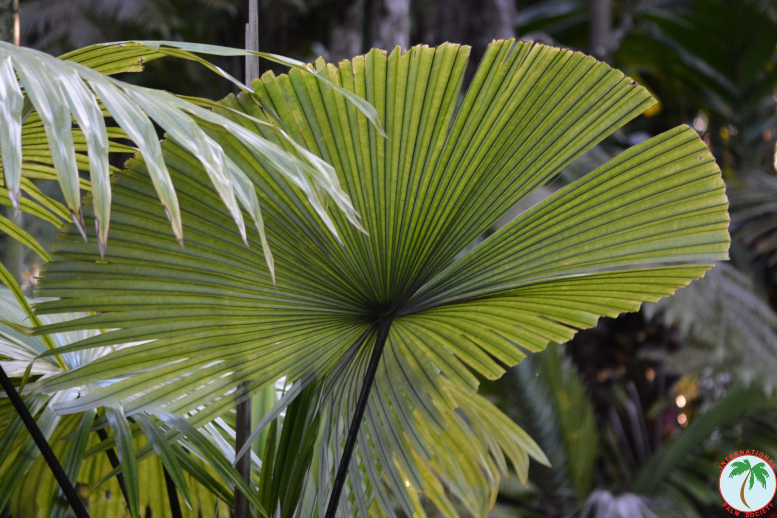 Lundkvist Palm Garden: March 2014 Visit