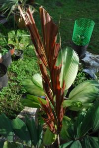 post-1017-000192300 1295509743_thumb.jpg