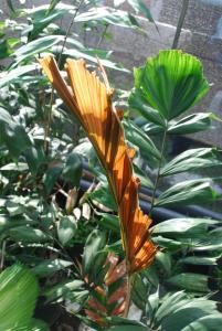 post-1017-018760600 1295509684_thumb.jpg