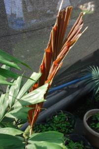 post-1017-025472300 1295509603_thumb.jpg