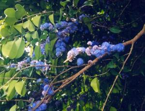 post-1017-082007500 1295327742_thumb.jpg