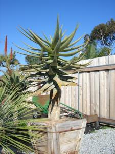 post-811-045726700 1294697241_thumb.jpg