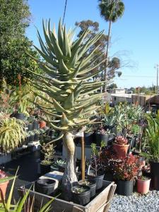 post-811-090543200 1294697233_thumb.jpg