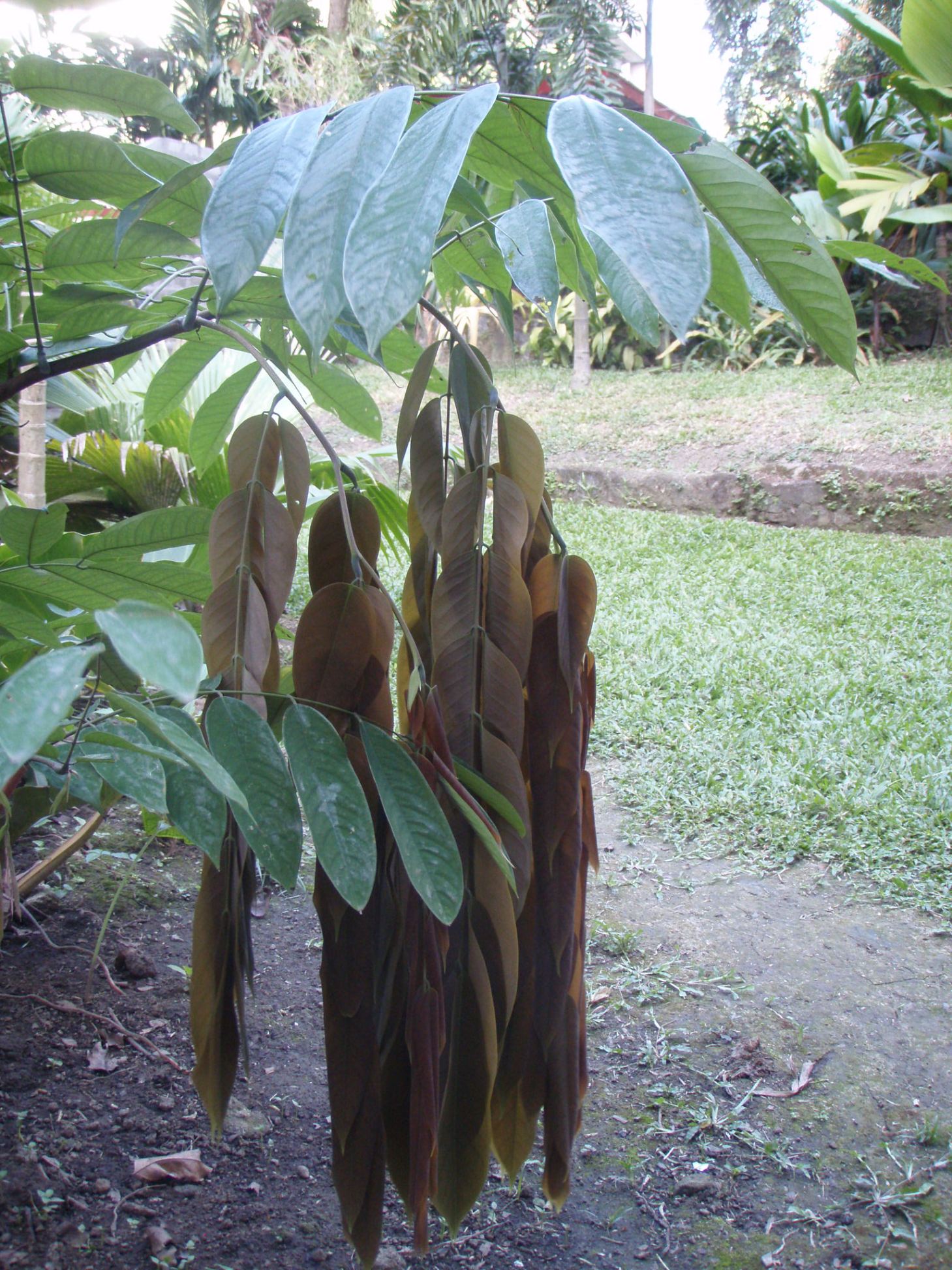Amherstia Nobilis - lots of blooms - TROPICAL LOOKING PLANTS - Other ...