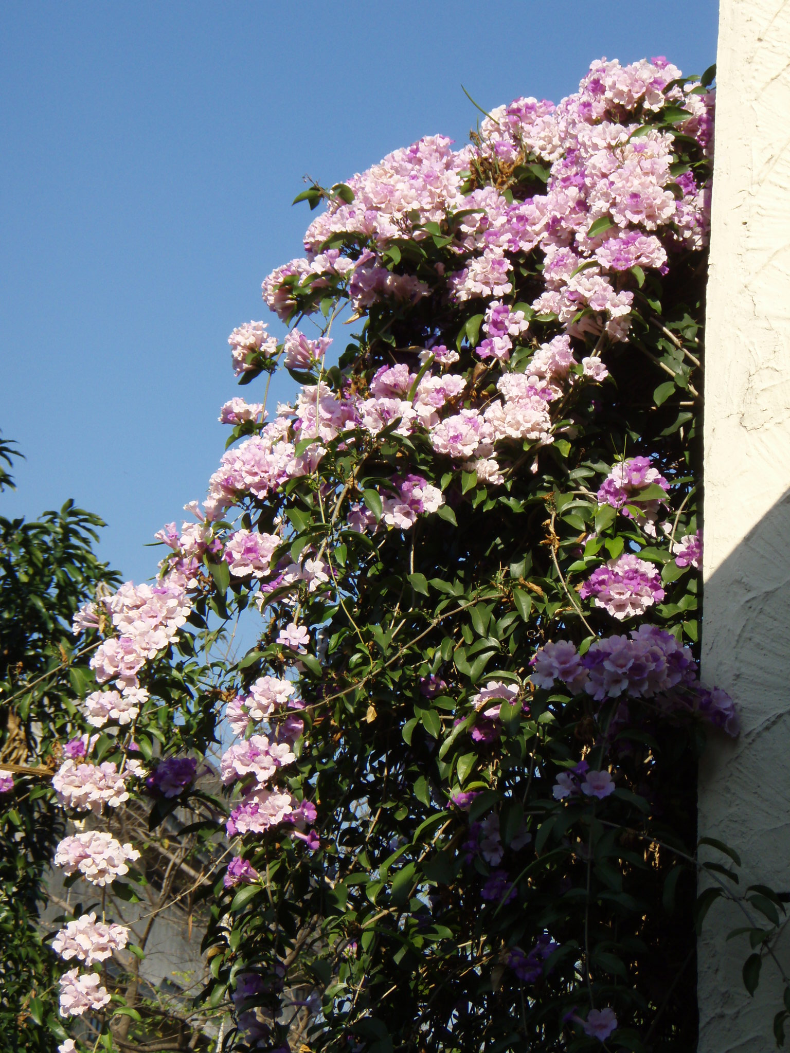 Garlic Vine blooming with a vengance TROPICAL LOOKING PLANTS