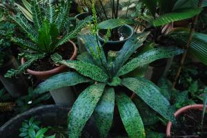 Spotted Dracena flowering - TROPICAL LOOKING PLANTS - Other Than Palms -  PalmTalk