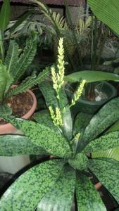 metal hanging plant stand Hanging Plant Stand – wallacegardencenter main image 0