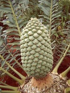 post-1270-049459000 1298381261_thumb.jpg