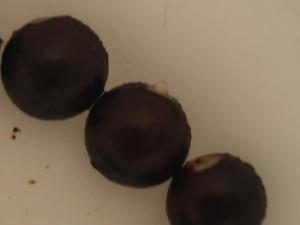 post-5147-015552400 1297726369_thumb.jpg