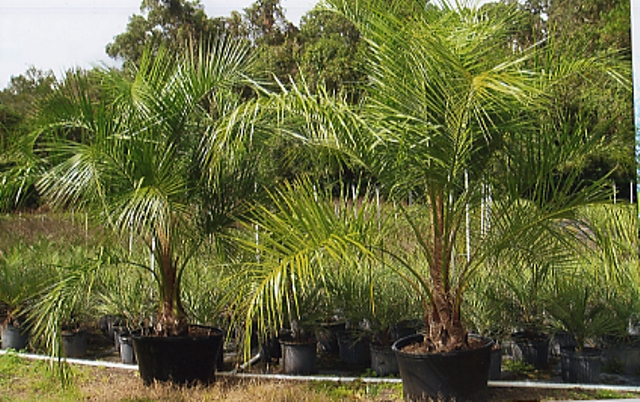 Mule Palm For Sale