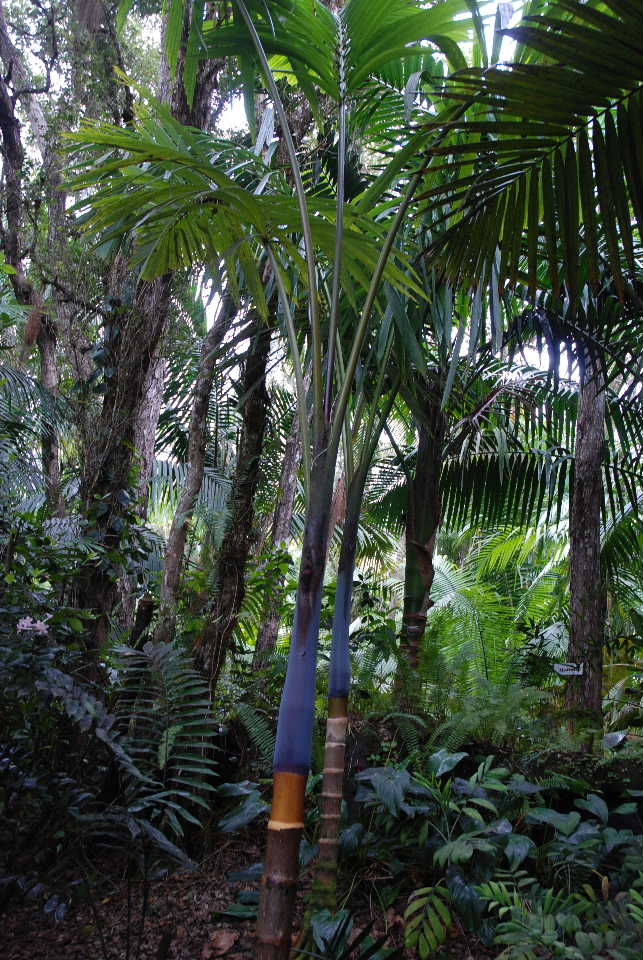 paradise island 2 tree of life which hotel gives flowers paradise island 2 tree of life which hotel gives flowers